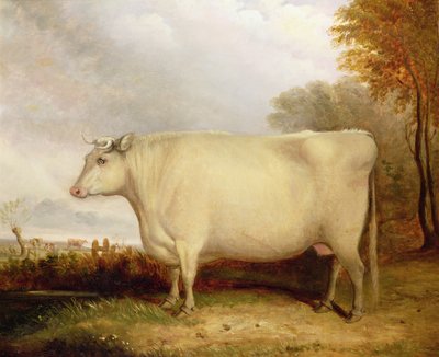 Vache Blanche à Cornes Courtes dans un Paysage - John Vine